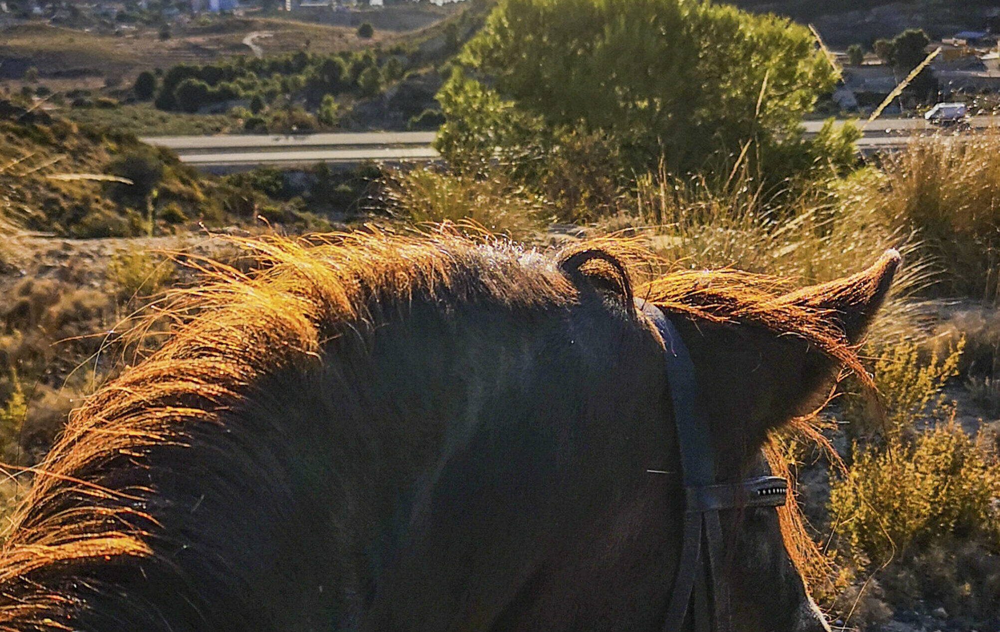 ruta-caballo-60-4-benidorm-fiesta